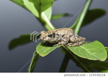 一隻台灣特有種面天樹蛙棲息在樹上特寫 114330228