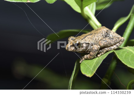 一隻台灣特有種面天樹蛙棲息在樹上特寫 一隻台灣特有種面天樹蛙棲息在樹上特寫 114330239
