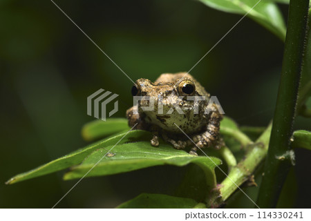 一隻台灣特有種面天樹蛙棲息在樹上特寫 一隻台灣特有種面天樹蛙棲息在樹上特寫 114330241