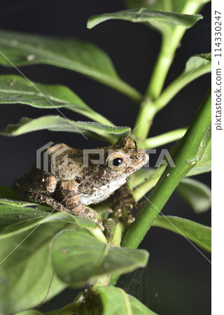 一隻台灣特有種面天樹蛙棲息在樹上特寫 一隻台灣特有種面天樹蛙棲息在樹上特寫 114330247