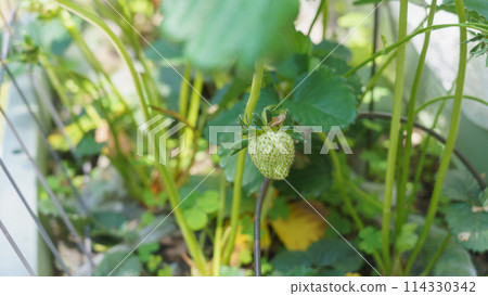 Strawberry cultivation | Unripe green strawberries 114330342