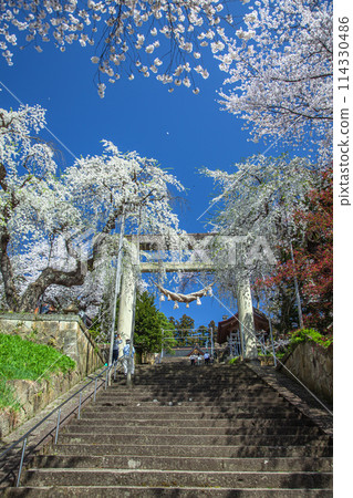 櫻花烏樹山公園 114330486