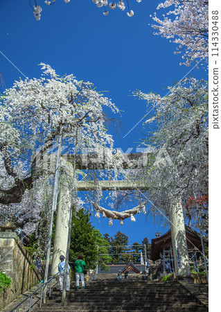 櫻花烏樹山公園 櫻花烏樹山公園 114330488