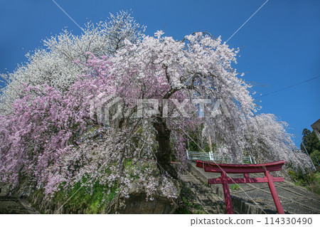櫻花烏樹山公園 114330490