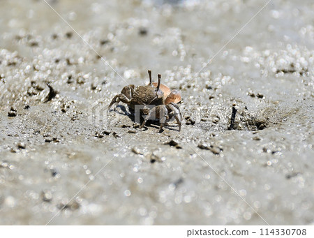 Tiny crabs on the tidelands 114330708