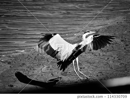 A grey heron landing on the river A grey heron landing on the river 114330709