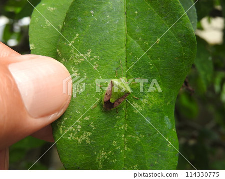 Chabanus blue bug 114330775