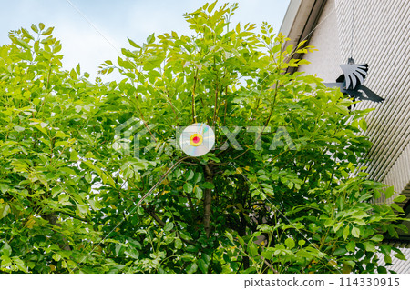 Garden trees with measures to keep pigeons away Garden trees with measures to keep pigeons away 114330915