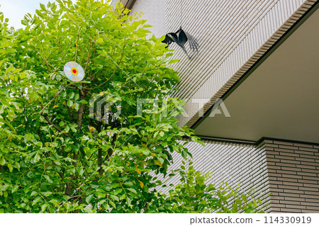 Garden trees with measures to keep pigeons away Garden trees with measures to keep pigeons away 114330919