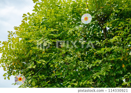 一棵花園樹,上面掛著兩個驅鳥盤。 一棵花園樹,上面掛著兩個驅鳥盤。 114330921