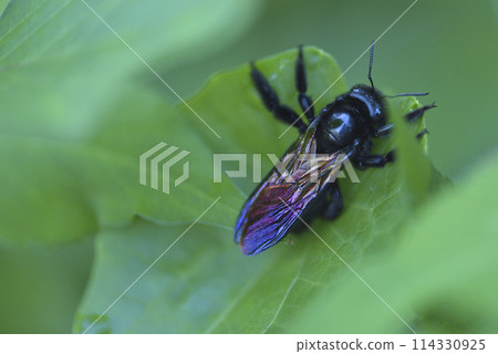 Close-up of a bronze-winged carpenter bee perched on a plant leaf Close-up of a bronze-winged carpenter bee perched on a plant leaf 114330925
