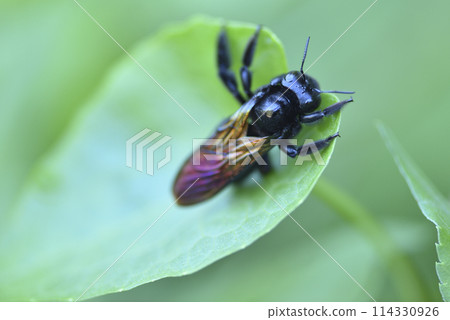 Close-up of a bronze-winged carpenter bee perched on a plant leaf Close-up of a bronze-winged carpenter bee perched on a plant leaf 114330926