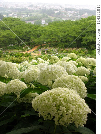 White hydrangea annabel 114331013