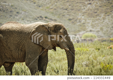 Elephant, animal in environment and safari for travel, wildlife conservation and holiday location for tourism. Nature reserve, tourist destination and mammal in natural habitat in the African wild Elephant, animal in environment and safari for travel, wildlife conservation and holiday location for tourism. Nature reserve, tourist destination and mammal in natural habitat in the African wild 114331449