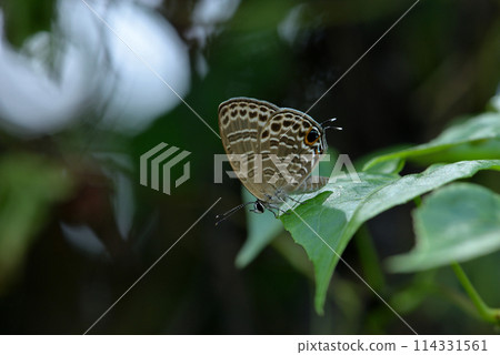 淡青雅波灰蝶棲息在葉子的特寫 114331561