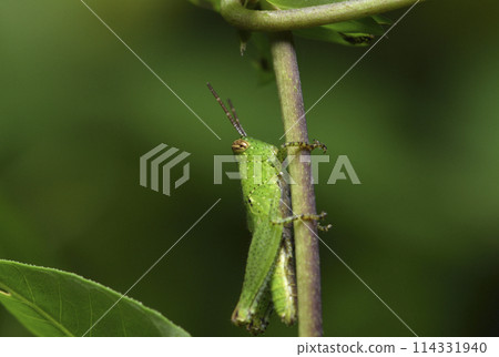 大自然環境裡的蚱蜢特寫 114331940