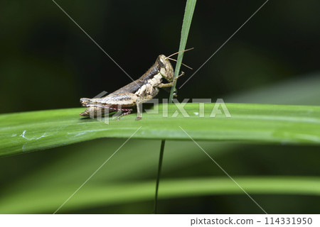 Close-up of grasshopper in nature environment 114331950