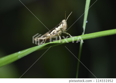 Close-up of grasshopper in nature environment 114331952