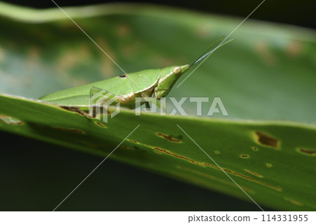 Close-up of grasshopper in nature environment Close-up of grasshopper in nature environment 114331955