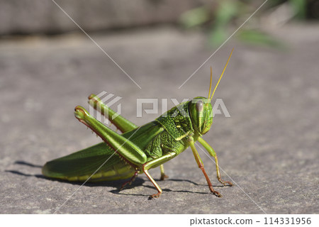 Close-up of grasshopper in nature environment 114331956