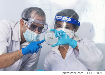 Scientist teams consult together with biochemistry plants tissue culture biotechnology science. Biotech Laboratory teamwork man and woman discuss look at Glass Petri Dish,  plants tissue culture jar 114332071