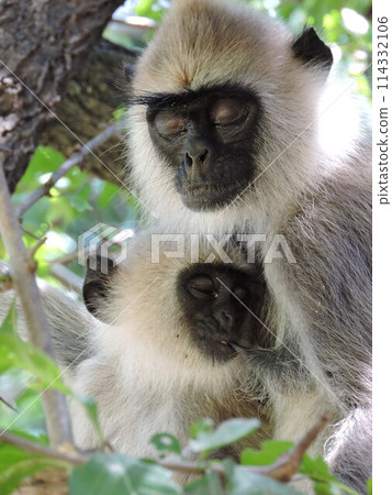 Parent and child of monkey 114332106