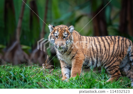 Tiger cub in the wild.  Wild cat in nature habitat 114332523