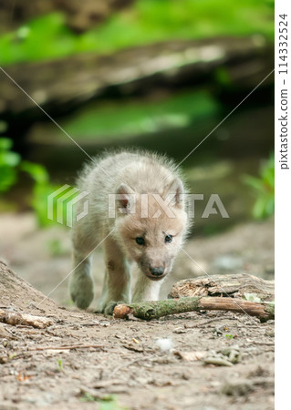 Baby wolf walking across dirt road 114332524