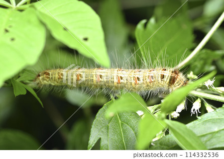 毛茸茸的毒蛾幼蟲特寫 114332536