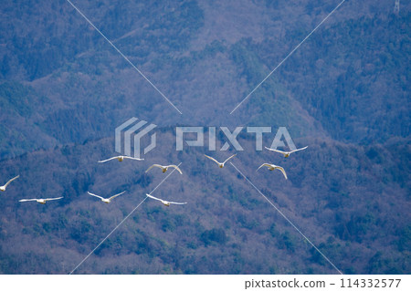 A flock of swans flying in formation A flock of swans flying in formation 114332577