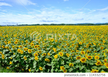 Hokkaido summer sunflower fields 114332756
