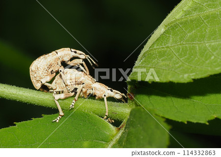 白面象甲蟲（一對） 114332863