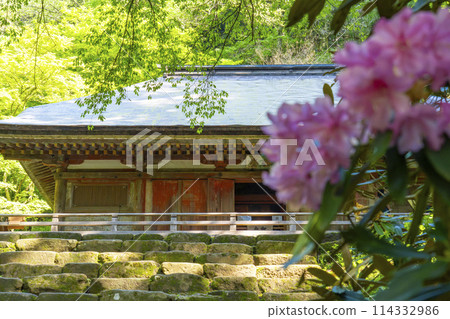 Nara: Rhododendrons and the Golden Hall of Muroji Temple 114332986