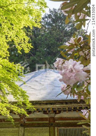 Nara - Muroji Temple Kondo Hall with beautiful green leaves and rhododendrons 114333004