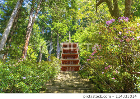 Nara: Beautiful green leaves and rhododendrons at the five-story pagoda of Muroji Temple 114333014