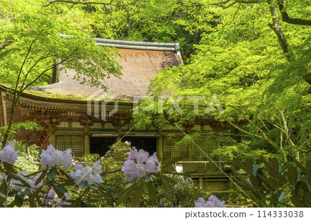 奈良室寺正殿,秋葉美麗,杜鵑花盛開 奈良室寺正殿,秋葉美麗,杜鵑花盛開 114333038
