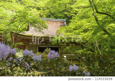 Nara - Beautiful green leaves and rhododendrons at the main hall of Muroji Temple Nara - Beautiful green leaves and rhododendrons at the main hall of Muroji Temple 114333039