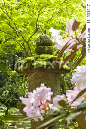 Nara - Stone lanterns at Muroji Temple, where green leaves and rhododendrons are beautiful Nara - Stone lanterns at Muroji Temple, where green leaves and rhododendrons are beautiful 114333047
