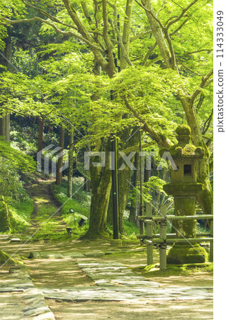 Nara - Stone lanterns at Muroji Temple, with beautiful green foliage Nara - Stone lanterns at Muroji Temple, with beautiful green foliage 114333049
