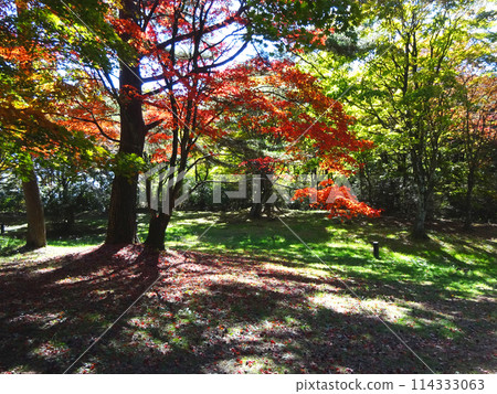 Autumn leaves and sunlight filtering through the trees 114333063