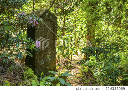 室生寺:通往奧之院的陡峭道路 室生寺:通往奧之院的陡峭道路 114333069