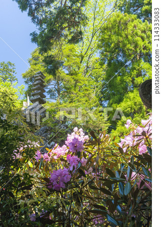 奈良室寺奧之院杜鵑花及七層石塔 114333083