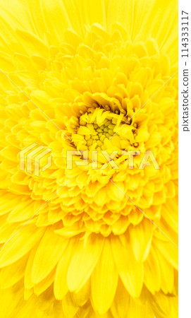 單黃色非洲菊花照片素材 單黃色非洲菊花照片素材 114333117