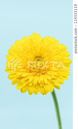 單黃色非洲菊花照片素材 114333119