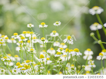 White flowers of the herb "chamomile" that blooms in early summer 114333355