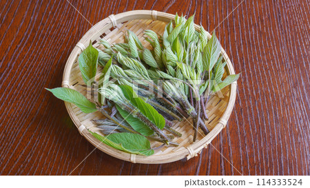 野花新芽｜春季野菜形象 114333524