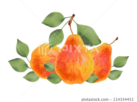 Composition of yellow pears with leaves. Botanical watercolor illustration. Clip art of ripe fruits from a tree for juice design, menu. Hand drawn isolated art. Organic food sketch. Healthy berries. Composition of yellow pears with leaves. Botanical watercolor illustration. Clip art of ripe fruits from a tree for juice design, menu. Hand drawn isolated art. Organic food sketch. Healthy berries. 114334451