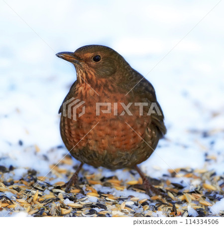 Female, blackbird and animal in spring nature on ground with snow or ice to search for food and seeds. Bird, breed or chick closeup outdoor in backyard, park or countryside with songbird or wildlife 114334506