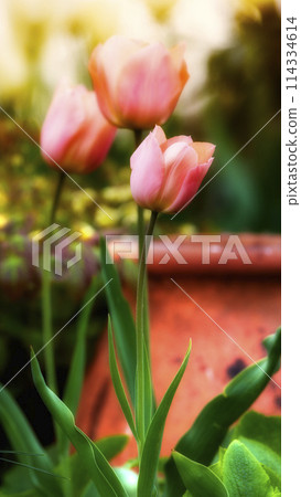 Flowers, tulips and pink blossom in outdoor nature, horticulture and blooming in meadow. Plant, petal and growth in countryside for ecology, sustainable and garden botany for environment on travel 114334614