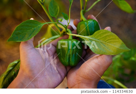 Hands, green pepper and plant in garden with vegetable, agriculture and person harvest crops outdoor. Sustainability, growth and eco friendly hobby, healthy food and organic produce for wellness Hands, green pepper and plant in garden with vegetable, agriculture and person harvest crops outdoor. Sustainability, growth and eco friendly hobby, healthy food and organic produce for wellness 114334630